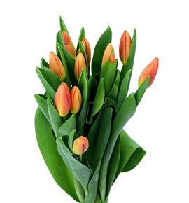 Tulipan orange juice 37 - TULORAJUI