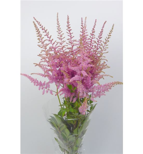 Astilbe cattleya 80 - ASTCAT