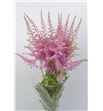 Astilbe cattleya 80 - ASTCAT