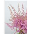 Astilbe cattleya 80 - ASTCAT1