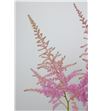 Astilbe cattleya 80 - ASTCAT2