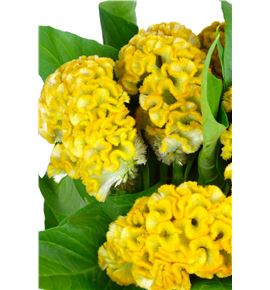 Celosia inca 75 - CELINC