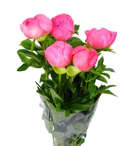 Paeonia coral sunset x5 55 - PAECORSUN
