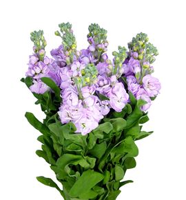 Matthiola mathilda pink 60 - MATCENPIN