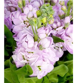 Matthiola mathilda pink 60 - MATCENPIN