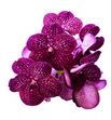 Vanda crimon love x16 - VANCRILOV