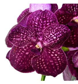 Vanda crimon love x16 - VANCRILOV