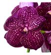 Vanda crimon love x16 - VANCRILOV1