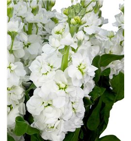 Matthiola centum white 50 - MATCENWHI