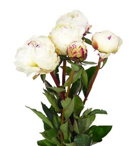 Paeonia festina maxima x5 60 - PAEFESMAX