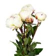 Paeonia festina maxima x5 60 - PAEFESMAX