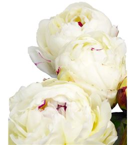 Paeonia festina maxima x5 60 - PAEFESMAX
