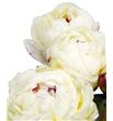 Paeonia festina maxima x5 60 - PAEFESMAX1