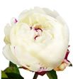 Paeonia festina maxima x5 60 - PAEFESMAX2