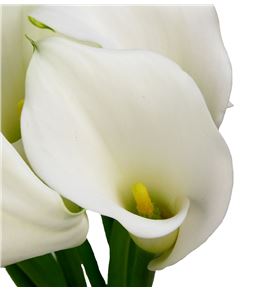 Cala white present 70 - ZANWHIPRE