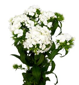Barbatus sweet white 55 - BARSWEWHI