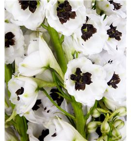 Delphinium dewi rocket 80 - DELDEWROC