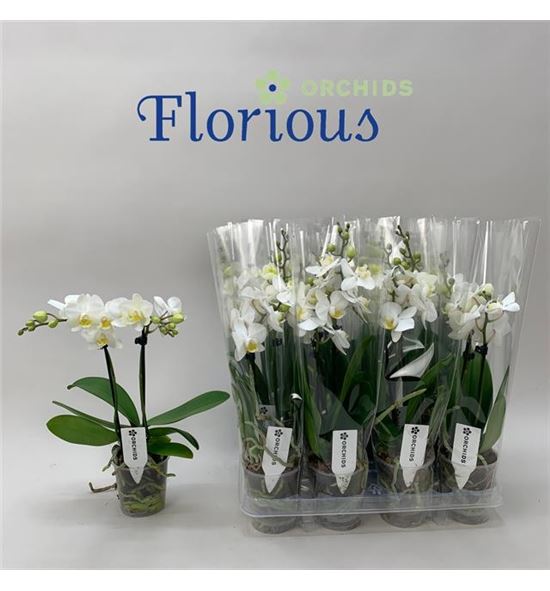 Pl. phalaenopsis white 2t 45cm x12 - PHAWHI129452