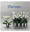 Pl. phalaenopsis white 2t 45cm x12 - PHAWHI129452