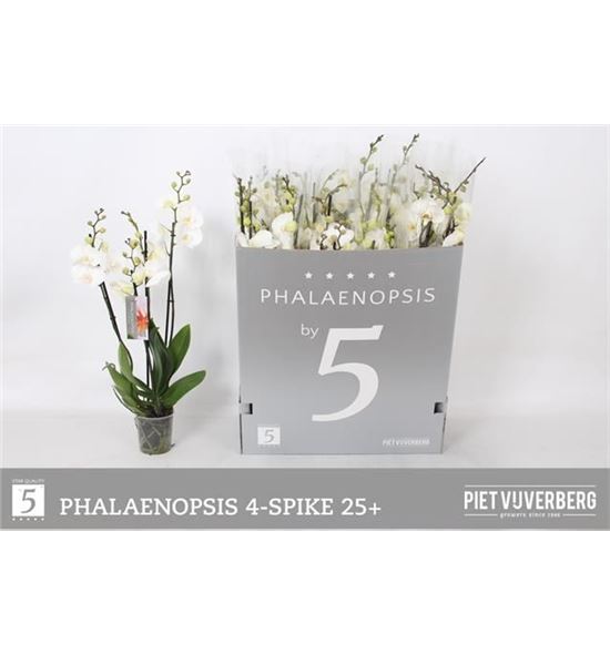 Pl. phalaenopsis white 4t 70cm x12 - PPHAWHI1212704