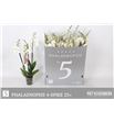 Pl. phalaenopsis white 4t 70cm x12 - PPHAWHI1212704