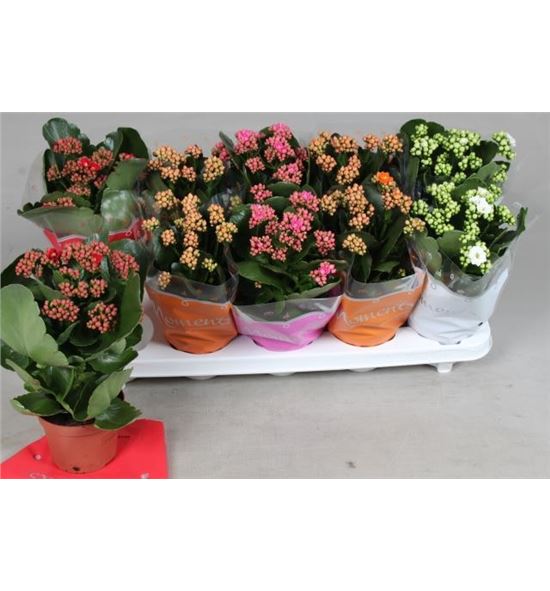 Pl. kalanchoe mixto 4kl 23cm x10 - KALMIX4101523