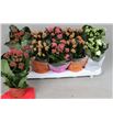 Pl. kalanchoe mixto 4kl 23cm x10 - KALMIX4101523