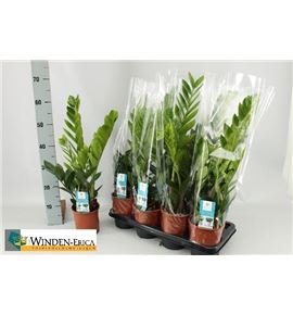 Pl. zamioculcas zamiiflolia 65cm x7 - ZAMZAM71465