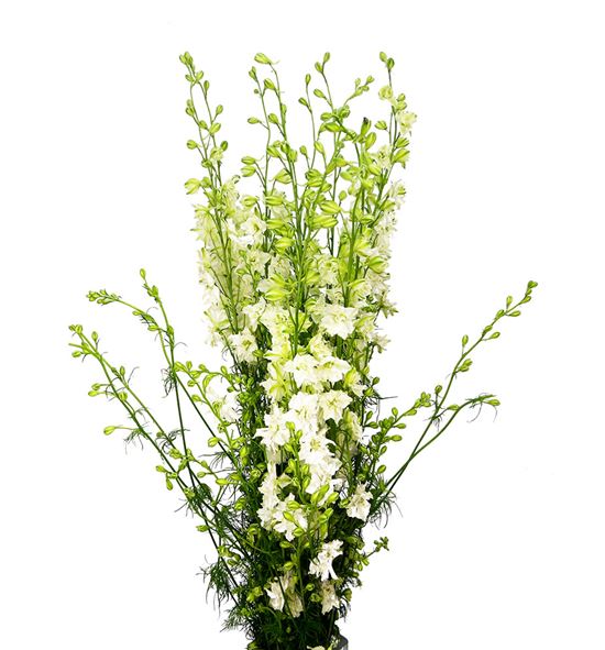 Delphinium ridderspoor blanco 100 - DELRIDBLA