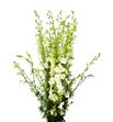 Delphinium ridderspoor blanco 100 - DELRIDBLA