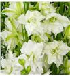 Delphinium ridderspoor blanco 100 - DELRIDBLA1