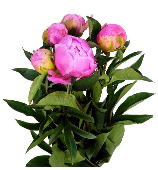 Paeonia jacorma x5 55 - PAEJAC