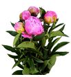 Paeonia jacorma x5 55 - PAEJAC