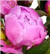 Paeonia jacorma x5 55 - PAEJAC1