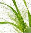 Panicum fountain 80 - PANFOU2