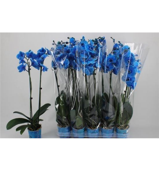 Pl. phalaenopsis azul 2t 65cm x10 - PHAAZU1012652