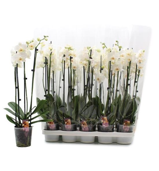 Pl. phalaenopsis newcastle 3t 60cm x10 - PHANEW1012603