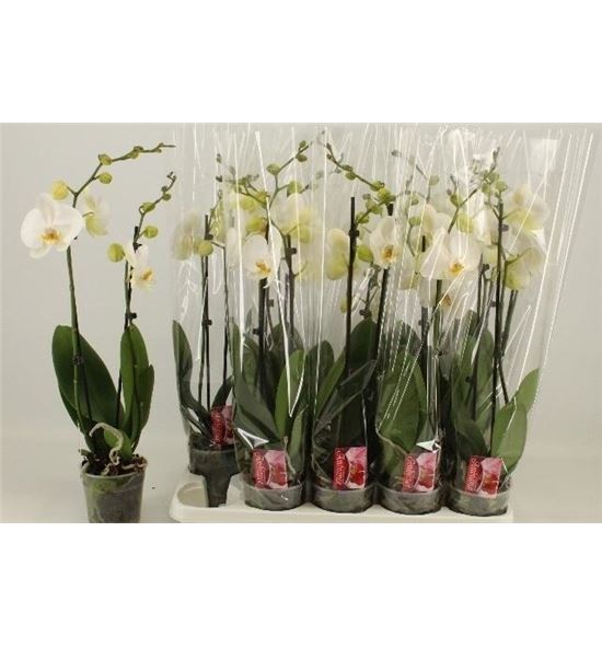 Pl. phalaenopsis white 2t 60cm x10 - PHAWHI1012602