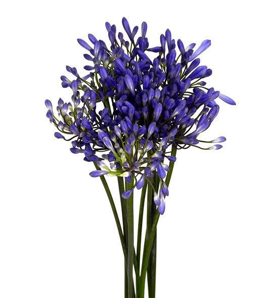 Agapanthus blue heaven 100 - AGABRO