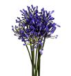 Agapanthus blue heaven 100 - AGABRO