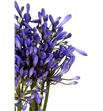 Agapanthus blue heaven 100 - AGABRO1