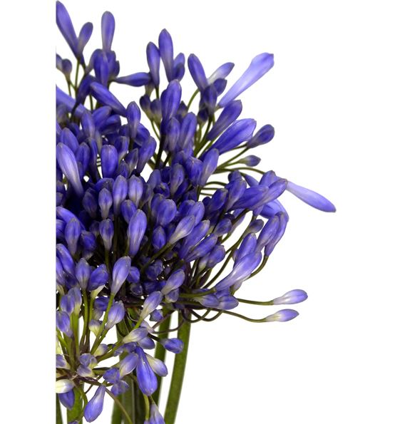 Agapanthus blue heaven 100 - Bruflor