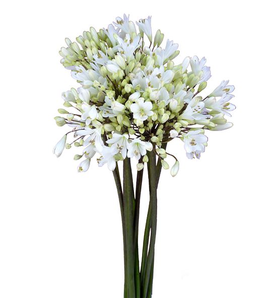 Agapanthus white heaven 100 - AGASPA