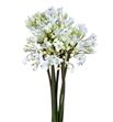 Agapanthus white heaven 100 - AGASPA