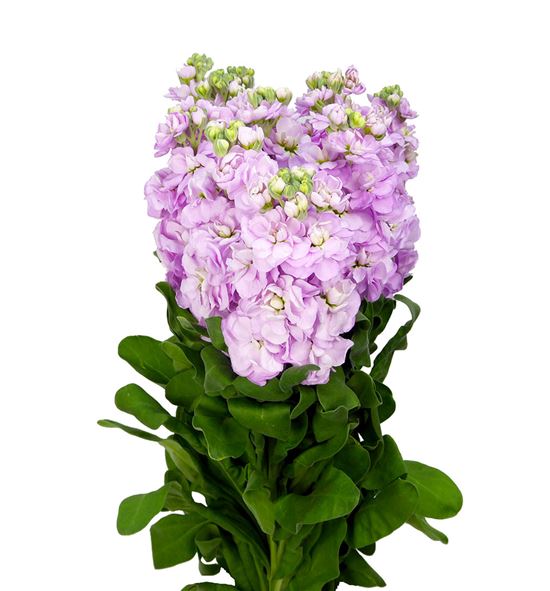 Matthiola figaro rose 55 - MATFIGROS