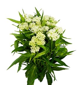 Asclepia incarnata 65 - ASCINC