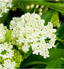 Asclepia incarnata 65 - ASCINC Asclepia incarnata 65 - ASCINC