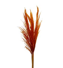 Cortaderia naranja 120 - CORNAR