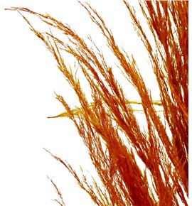 Cortaderia naranja 120 - CORNAR