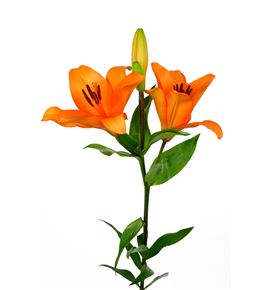 Lilium la hol honesty 90 - LAHON